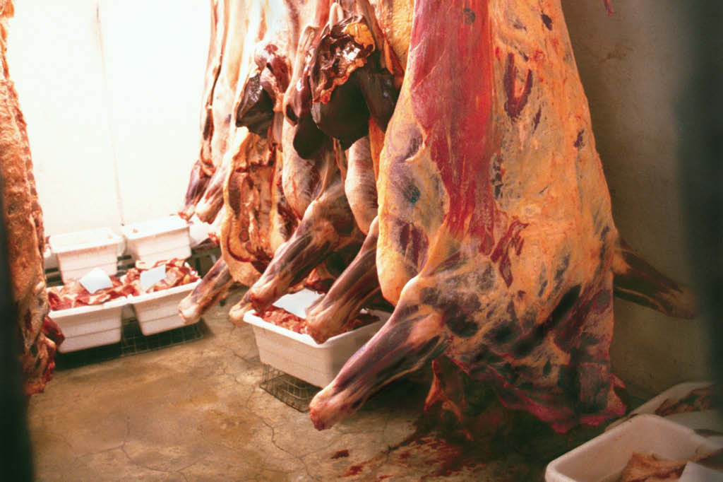 everíamos parar de comer carne? Frigorífico everíamos parar de comer carne? Frigorífico