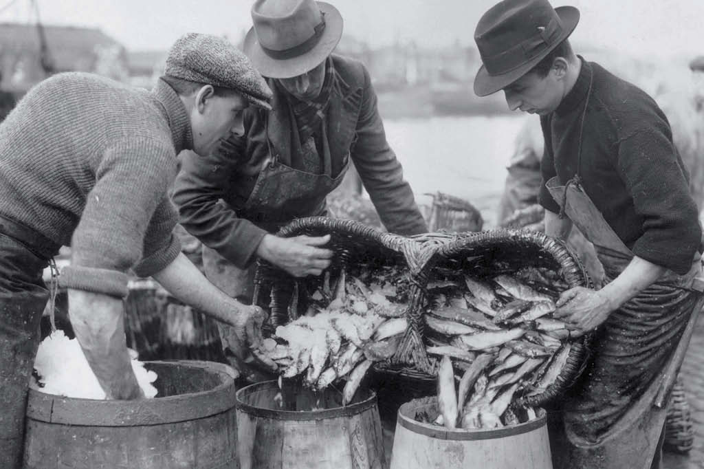 Deveríamos parar de comer carne? Peixe Deveríamos parar de comer carne? Peixe