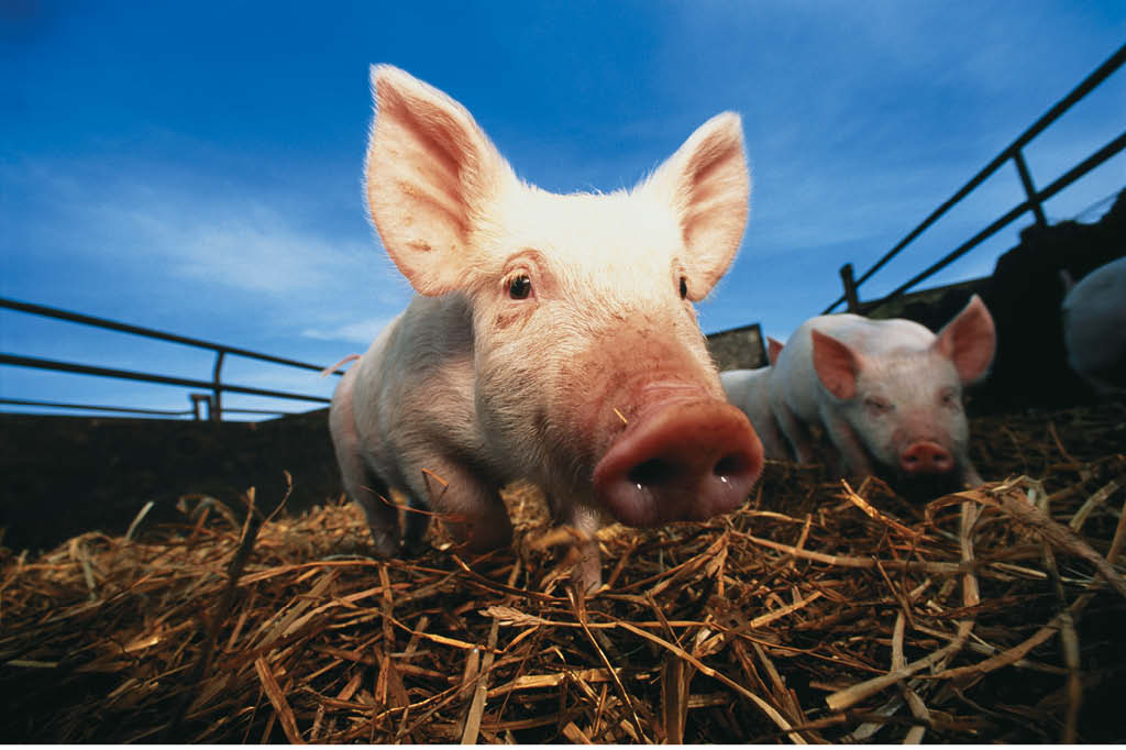 Deveríamos parar de comer carne? Porco Deveríamos parar de comer carne? Porco