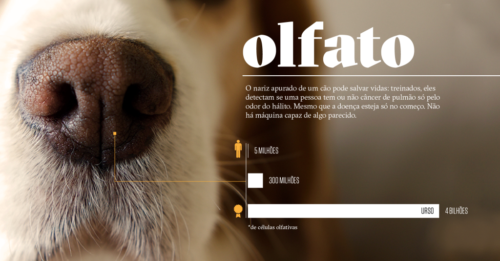 Como os animais realmente enxergam o mundo: olfato