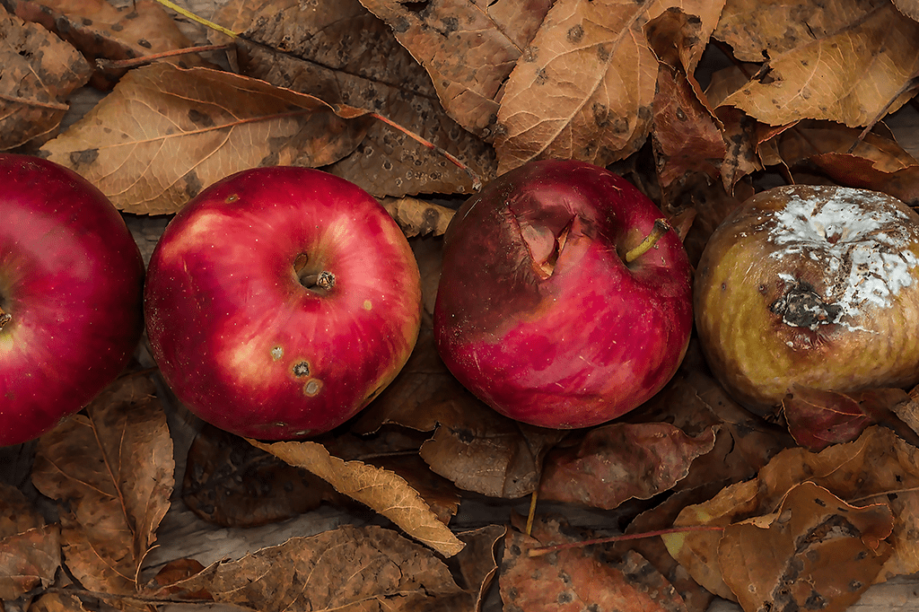 E se não houvesse decomposição?