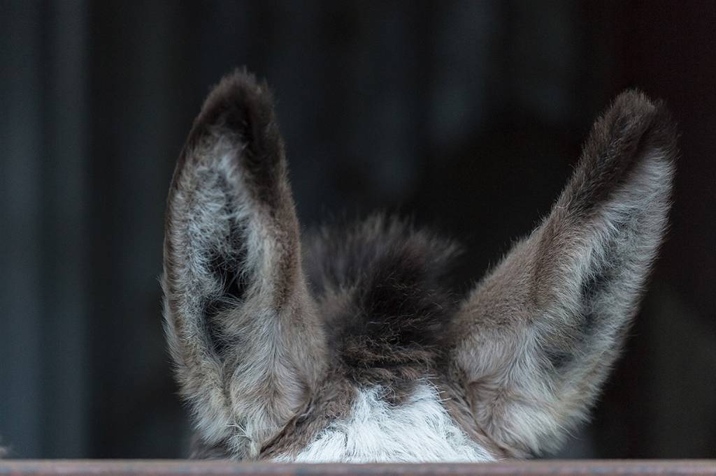 4 ações que te deixam mais burro, segundo a ciência
