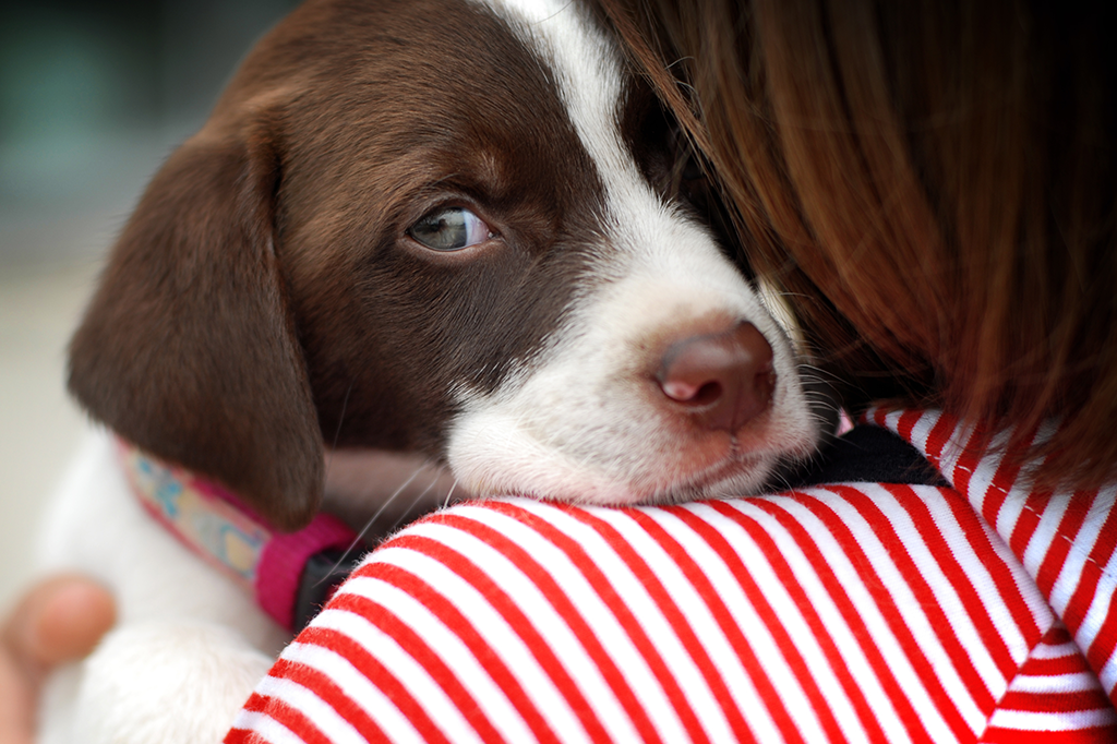 Por que seu cachorro vira a cabeça quando você fala com ele