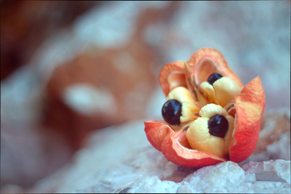 Fruta mais popular da Jamaica pode matar; saiba por quê