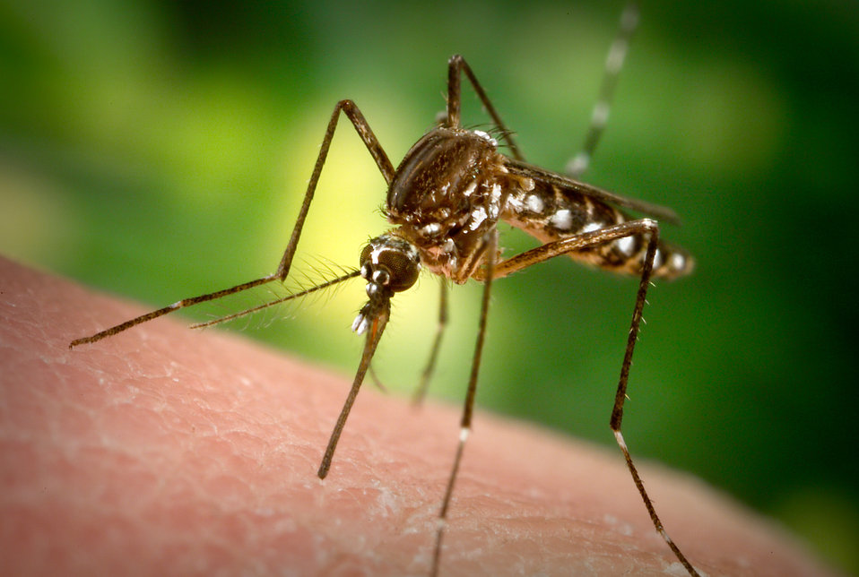 aedes