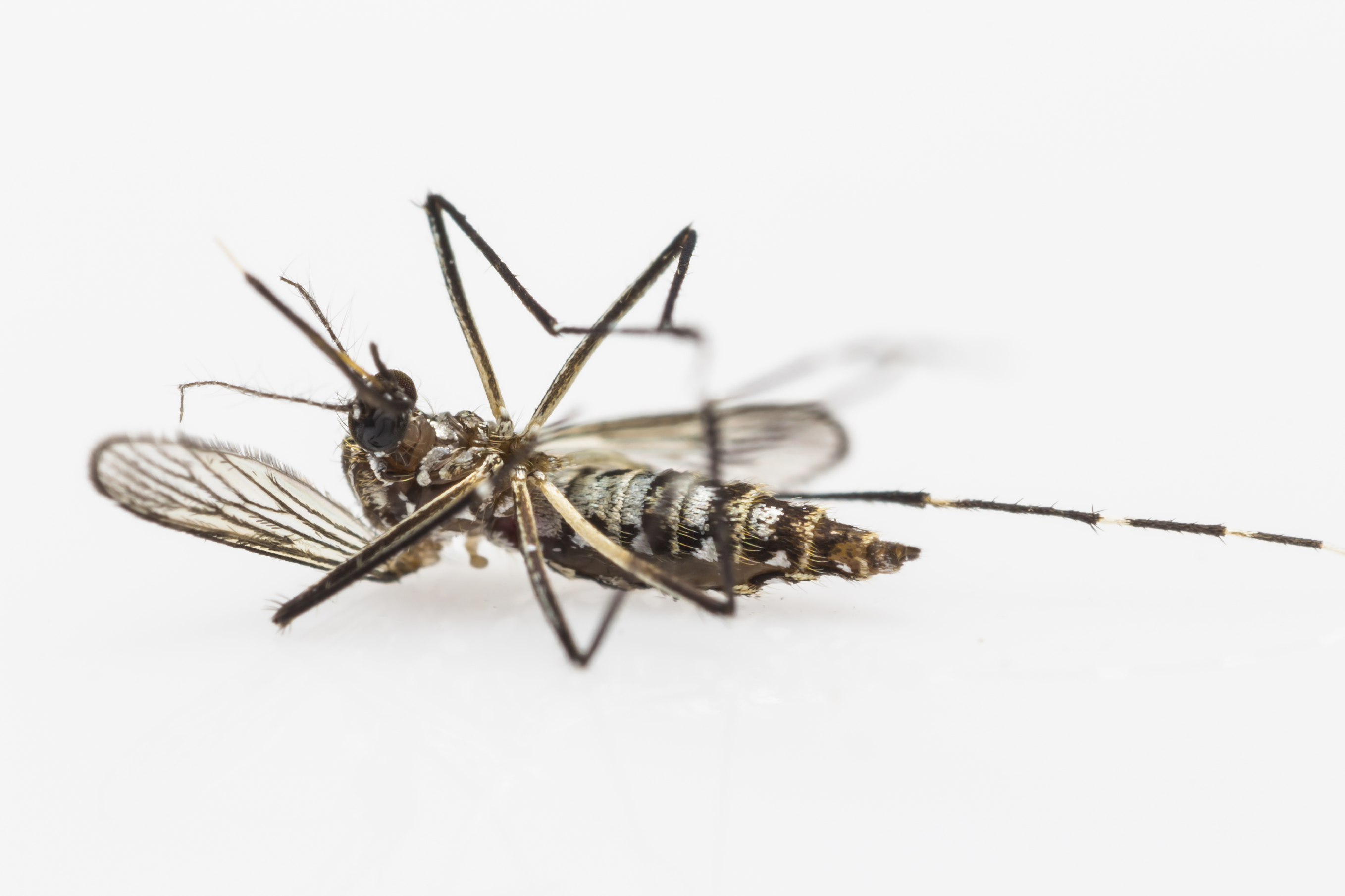 Aedes aegypti
