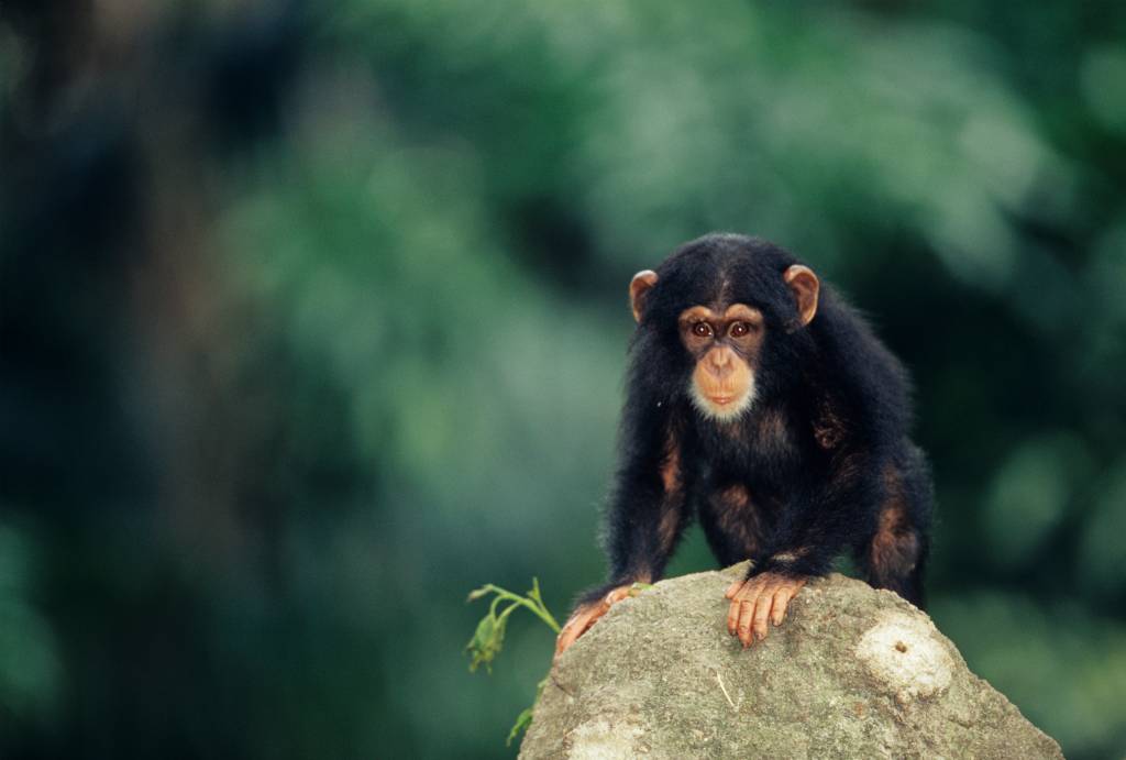 Governo dos EUA abandona experiências científicas em chimpanzés