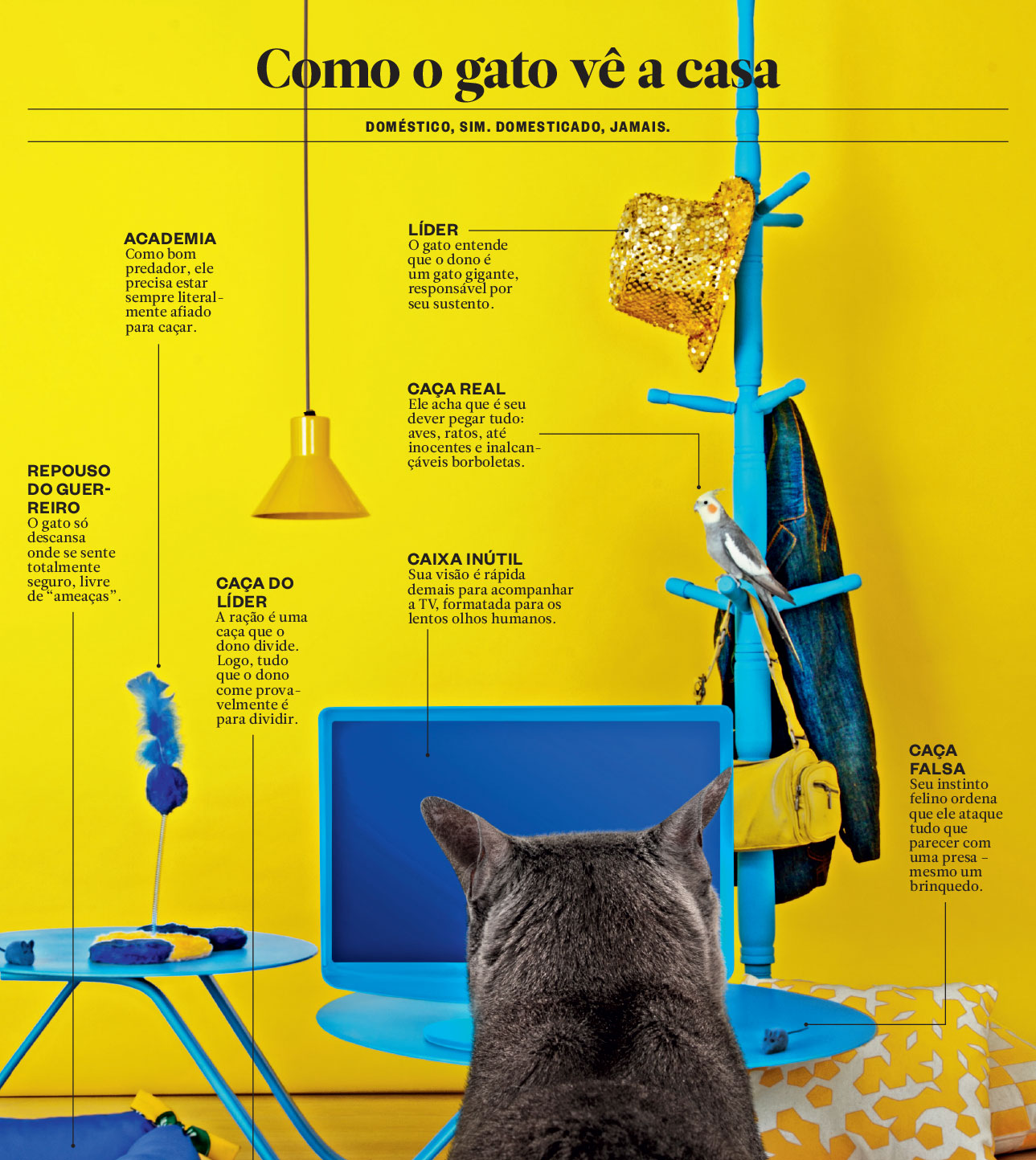 como o gato v&ecirc; a casa