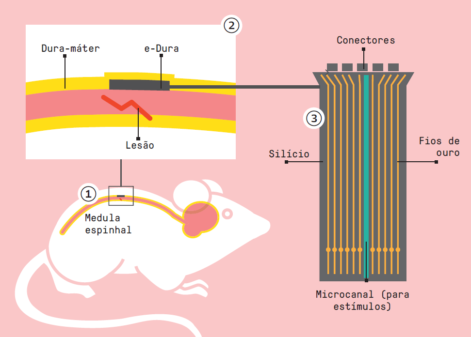 e-dura