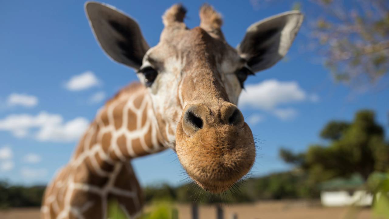girafa