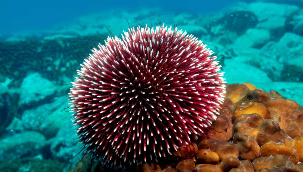 Ouriço e água-viva são principais causas de acidentes nas praias do Brasil; veja como evitar