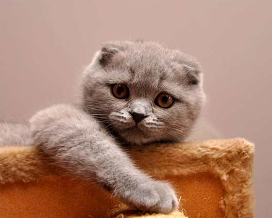 Não há nenhuma outra raça de gatos domésticos como a <i>Scottish Fold</i>. Originários da Escócia, como sugere o nome, eles são os únicos a terem orelha dobrada para frente - o que dá a esses bichanos um aspecto mais fofo.