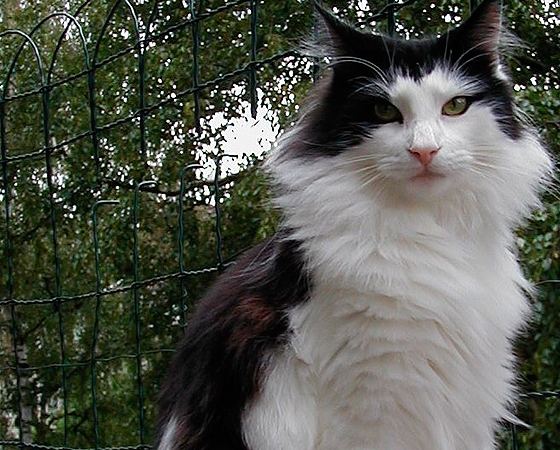 Para sobreviver ao intenso frio de seu local de origem, o gato <i>Norueguês da Floresta</i> possui abundância de pelos - o que o torna um verdadeiro cobertor vivo. Apesar de o nome remeter ao seu passado selvagem, essa raça é atualmente domesticada e dócil.