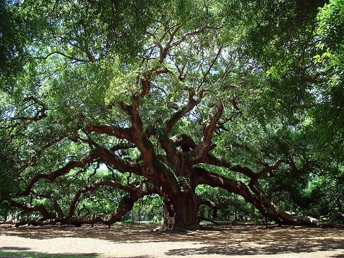 Essa espécie de carvalho é nativa dos Estados Unidos. O da foto fica na Carolina do Sul e pode ter até 1.500 anos!