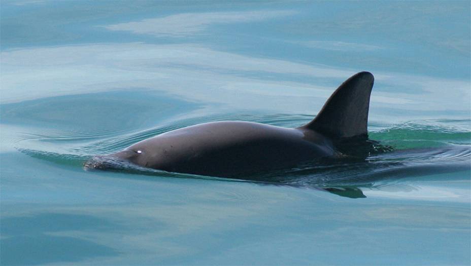 Vaquita (<em>Phocoena sinus</em>)