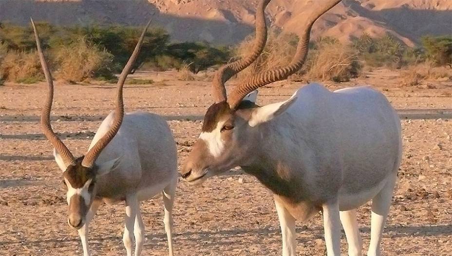 Adax (<em>Addax nasomaculatus</em>)