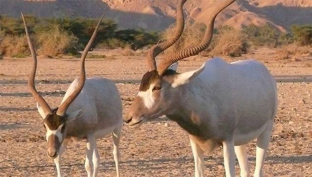 Adax (<em>Addax nasomaculatus</em>) Adax (<em>Addax nasomaculatus</em>)