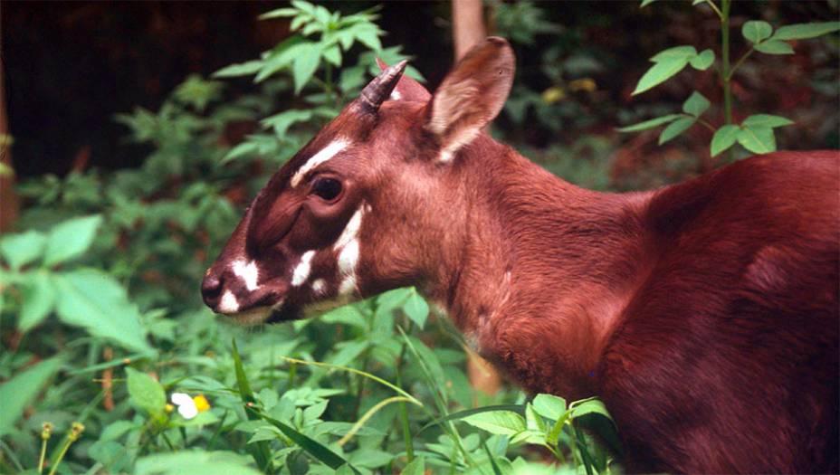 Saola (<em>Pseudoryx nghetinhensis</em>)