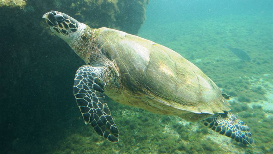 Tartaruga-de-pente (<em>Eretmochelys imbricata</em>)