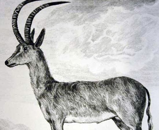 Antílope Azul (Hippotragus leucophaeus) - Extinto por volta do ano 1800. Antílope Azul (Hippotragus leucophaeus) - Extinto por volta do ano 1800.