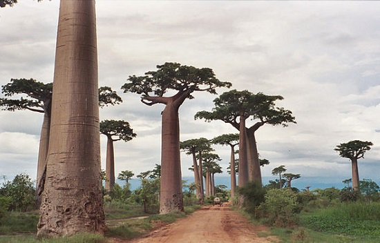 Parece coisa de desenho animado, mas é real. A Avenida dos Baobás fica em Madagascar.Os baobás têm até 30 metros de altura e alguns já passaram dos 800 anos de vida. Parece coisa de desenho animado, mas é real. A Avenida dos Baobás fica em Madagascar.Os baobás têm até 30 metros de altura e alguns já passaram dos 800 anos de vida.