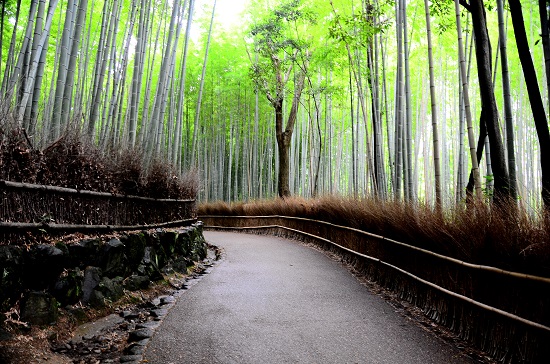Essa floresta de bambu fica em Kyoto, no Japão. O lugar é muito procurado pelos moradores da cidade, que aproveitam a paisagem para relaxar. Essa floresta de bambu fica em Kyoto, no Japão. O lugar é muito procurado pelos moradores da cidade, que aproveitam a paisagem para relaxar.