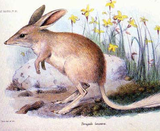 Bilby-pequeno (Macrotis leucura) - extinto nos anos 1950. Bilby-pequeno (Macrotis leucura) - extinto nos anos 1950.