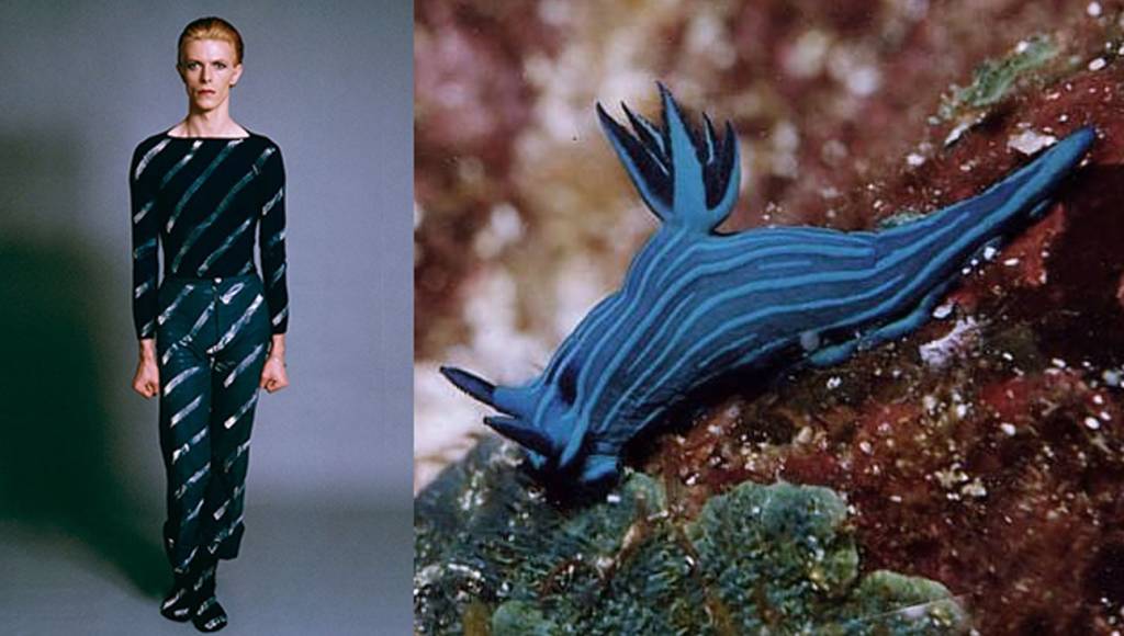 Tumblr compara David Bowie a lesmas marinhas – e o resultado é perfeito