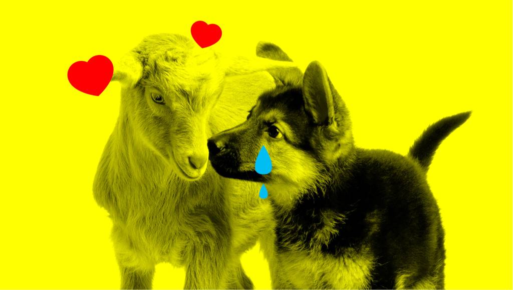 Bodes são tão inteligentes – e carinhosos – quanto cachorros, revela estudo