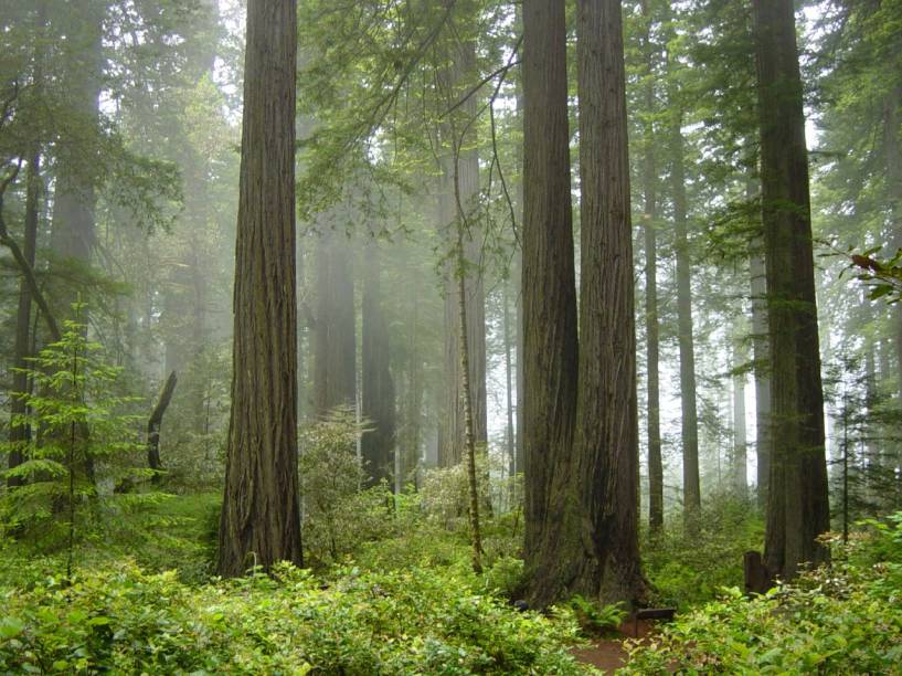 A Província Florística da Califórnia, nos Estados Unidos, possui diversas espécies de flores e abriga o maior organismo vivo do planeta, a Sequoia Gigante. Há séculos ameaçada pela agricultura comercial, a região já presenciou a extinção do urso cinzento e de outros animais.