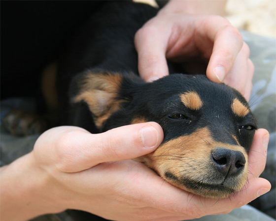 As sementes de maçã e de pera contêm arsênico, que pode ser fatal para os cães. Falando em cães, aquele focinho sempre molhado serve para ele coletar mais gotículas de odor dos elementos químicos do ar.