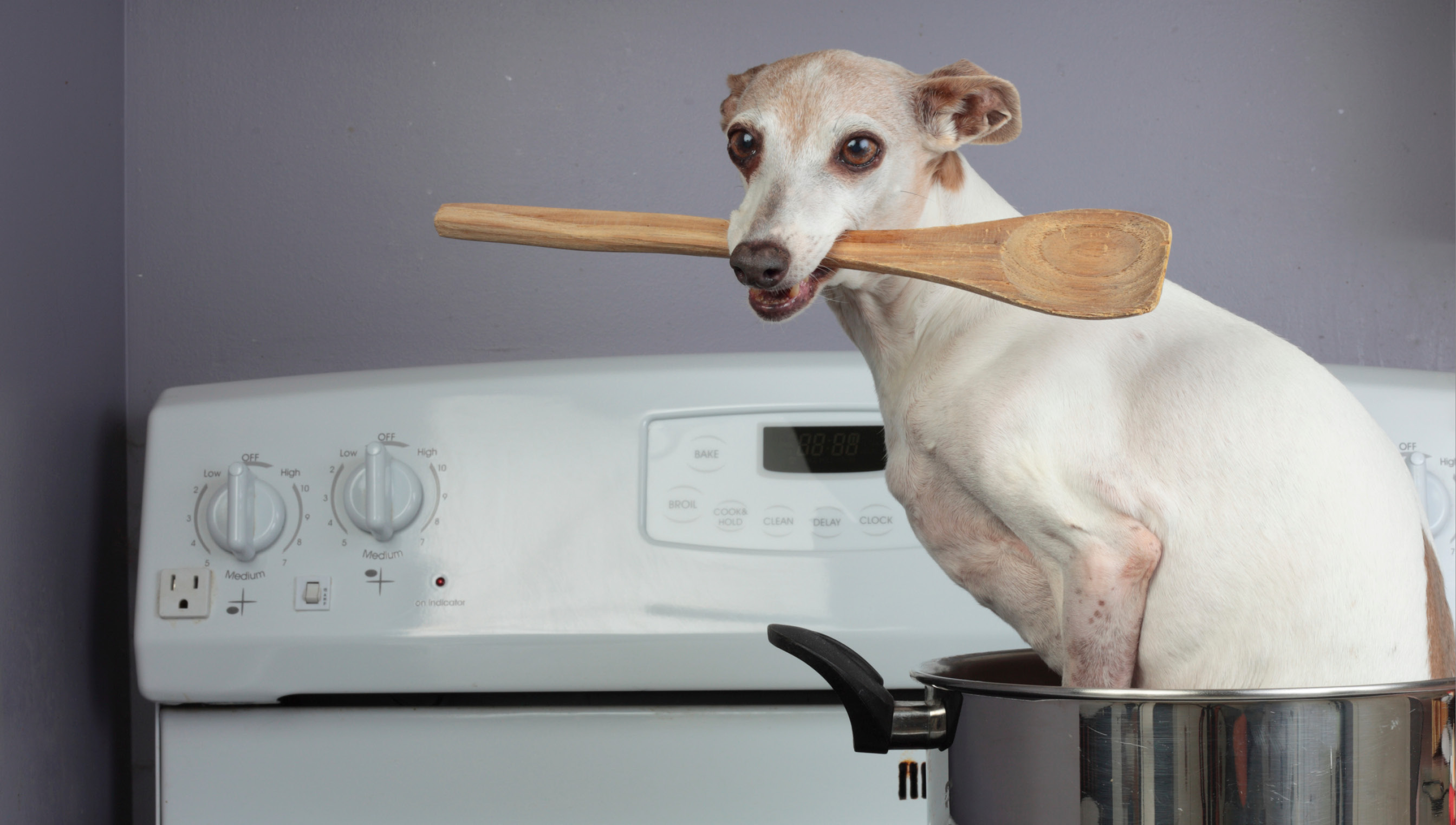 Cachorros roubados viram carne em festival gastronômico chinês