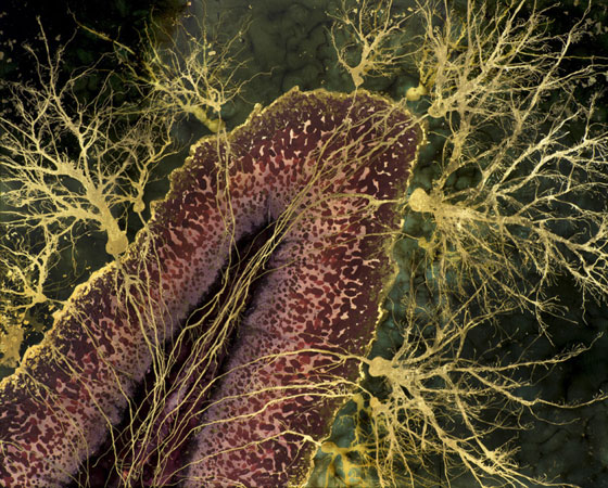 O cérebro está sempre querendo gerar ou escolher padrões nas coisas, e é um verdadeiro desafio tentar evitar essa tendência, afirma em uma entrevista para o site The Beautiful Brain. O cérebro está sempre querendo gerar ou escolher padrões nas coisas, e é um verdadeiro desafio tentar evitar essa tendência, afirma em uma entrevista para o site The Beautiful Brain.