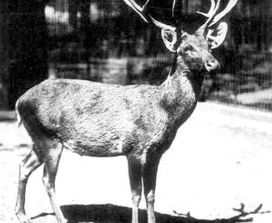 Cervo de Schomburgk (Rucervus Schomburgki) - extinto em 1938. Cervo de Schomburgk (Rucervus Schomburgki) - extinto em 1938.