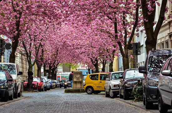 Se você passar por Bonn, na Alemanha, durante a primavera, não deixe de conhecer a espetacular Rua das Cerejeiras. Se você passar por Bonn, na Alemanha, durante a primavera, não deixe de conhecer a espetacular Rua das Cerejeiras.