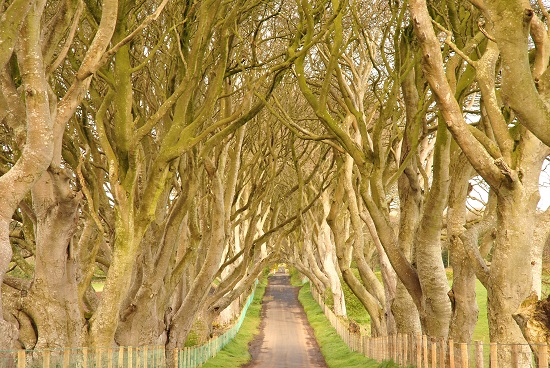 Dark Hedges, na Irlanda do Norte, ficou famosa recentemente. O local apareceu em cenas de Guerra dos Tronos. Dark Hedges, na Irlanda do Norte, ficou famosa recentemente. O local apareceu em cenas de Guerra dos Tronos.