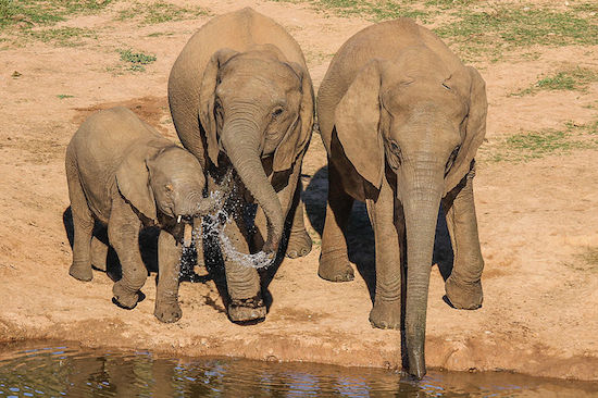 Elefantes têm a fama de serem simpáticos, mas não queira estar na frente de um quando alguma coisa despertar sua ira. Cerca de 500 pessoas morrem pisoteadas por eles, a maioria na Ásia. Em algumas ocasiões, manadas invadem aldeias e destroem tudo pela frente. Elefantes têm a fama de serem simpáticos, mas não queira estar na frente de um quando alguma coisa despertar sua ira. Cerca de 500 pessoas morrem pisoteadas por eles, a maioria na Ásia. Em algumas ocasiões, manadas invadem aldeias e destroem tudo pela frente.