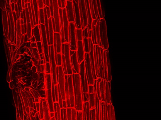 Batizada de Emergere, essa imagem ficou com o terceiro lugar. A foto mostra a parede celular da raiz de cana de açúcar. A pesquisadora Sarah Gomes de Oliveira é a autora da foto. Batizada de Emergere, essa imagem ficou com o terceiro lugar. A foto mostra a parede celular da raiz de cana de açúcar. A pesquisadora Sarah Gomes de Oliveira é a autora da foto.