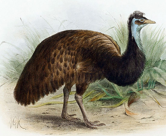 Emu-negro (Dromaius ater) - extinto em 1822. Emu-negro (Dromaius ater) - extinto em 1822.