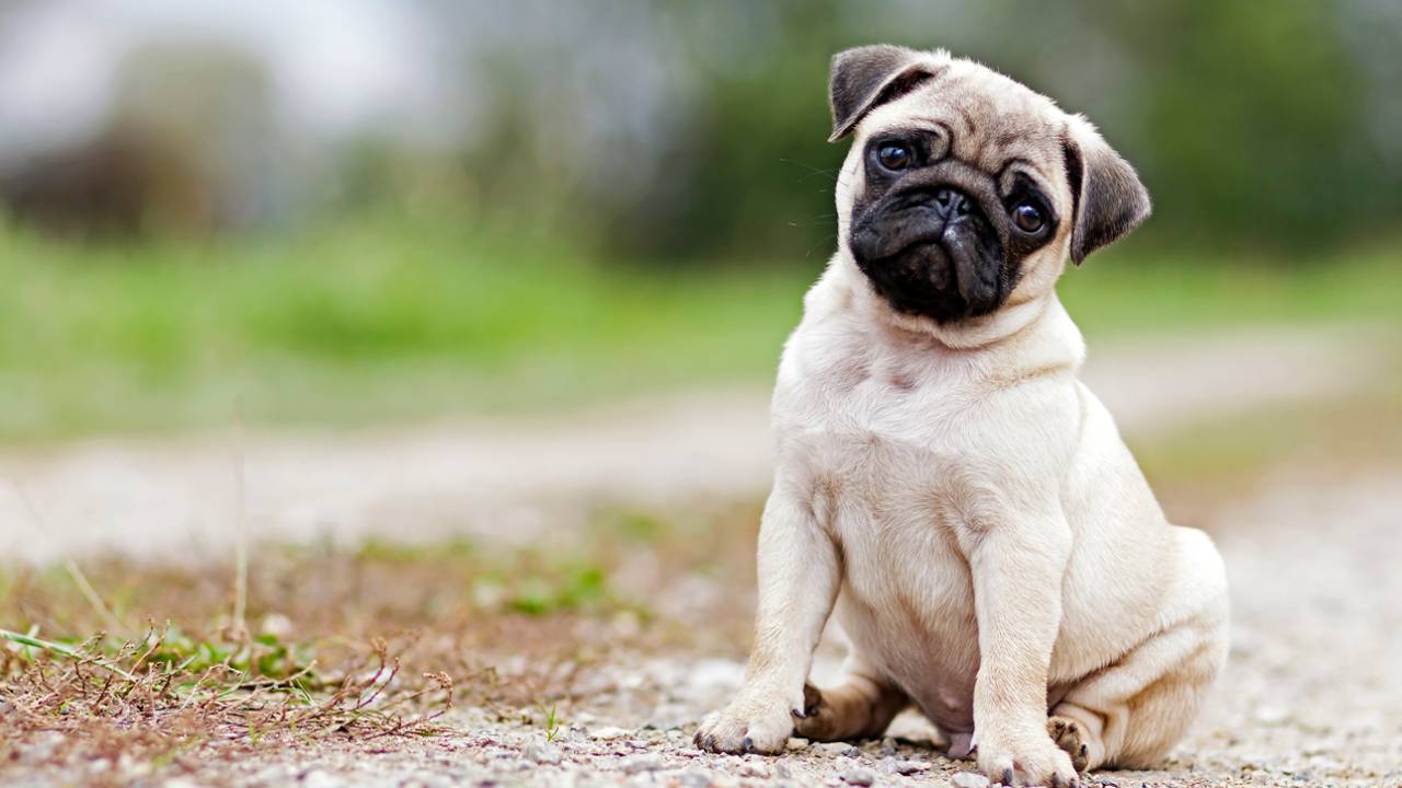 LexiTheMonster | iStock.com