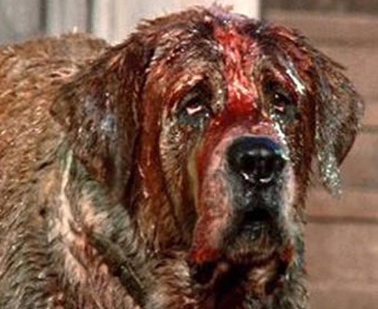 CUJO (Cujo - 1983) - Cujo, um cachorro São Bernardo é mordido por um morcego e infectado com raiva. A partir de então, a família dona do animal é aterrorizada. O filme é baseado no best-seller homônimo de Stephen King. CUJO (Cujo - 1983) - Cujo, um cachorro São Bernardo é mordido por um morcego e infectado com raiva. A partir de então, a família dona do animal é aterrorizada. O filme é baseado no best-seller homônimo de Stephen King.