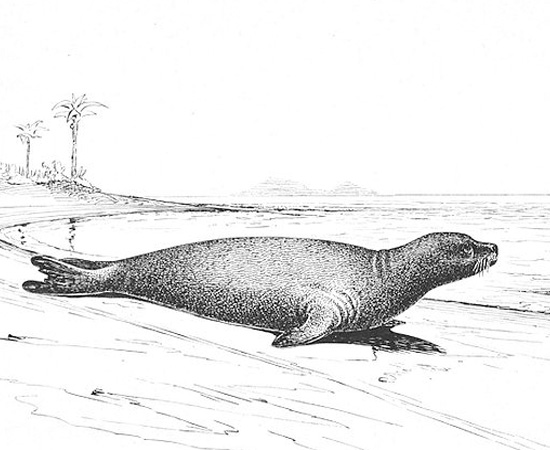 Foca-monge-do-caribe (Monachus tropicalis) - extinta em 1932.