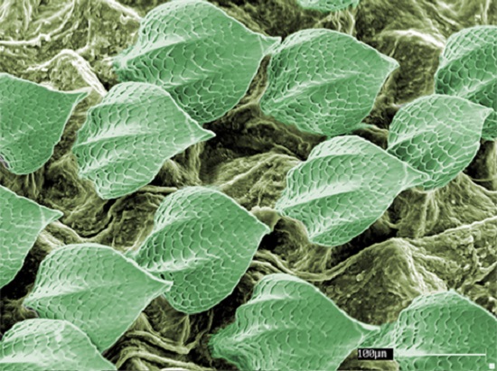 O primeiro lugar ficou com a foto Folhas Predadoras, de Adriano Polican Ciena. Ele concorreu na categoria Microscopia Eletrônica. O primeiro lugar ficou com a foto Folhas Predadoras, de Adriano Polican Ciena. Ele concorreu na categoria Microscopia Eletrônica.