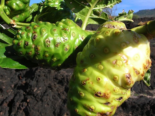 De sabor amargo e rica em antioxidantes, ela é parecida com a fruta-do-conde. O noni é nativo da região de Fiji.