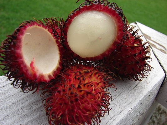 O rambutan é esquisito, a gente sabe. Mas não é muito diferente da lichia, outra frutinha exótica que virou moda no Brasil. O jeito de comer também é parecido: você retira a popa ao redor da semente. O rambutan é nativo do sudeste asiático. O rambutan é esquisito, a gente sabe. Mas não é muito diferente da lichia, outra frutinha exótica que virou moda no Brasil. O jeito de comer também é parecido: você retira a popa ao redor da semente. O rambutan é nativo do sudeste asiático.