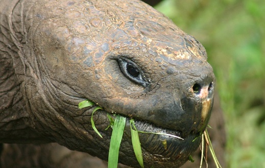 Charles Darwin e sua obra <i>A Origem das Espécies</i> deram fama mundial às Ilhas Galápagos, no Oceano Pacífico. As ilhas equatorianas servem de casa para as maiores tartarugas do mundo.