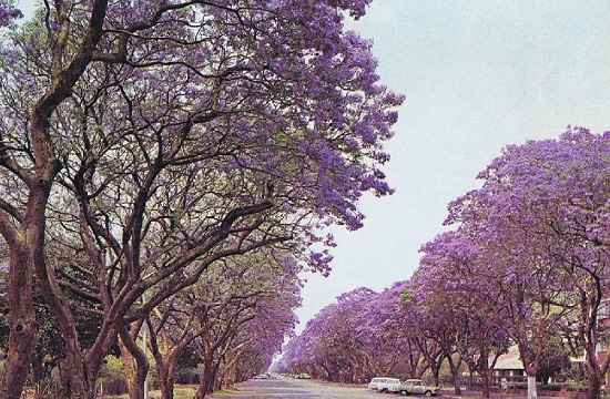 Os jacarandás fazem parte da paisagem de Harare, capital do Zimbábue, há décadas. A foto é da Avenida Montagu e foi tirada na década de 70. Os jacarandás fazem parte da paisagem de Harare, capital do Zimbábue, há décadas. A foto é da Avenida Montagu e foi tirada na década de 70.