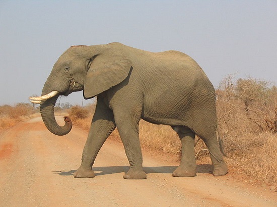 Destino de muitos turistas que passam pela África do Sul, o Kruger Park é uma das maiores reservas ambientais de todo o continente africano. Turistas visitam o local para ver os animais que vivem ali.