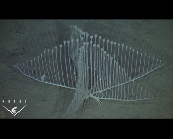 Lyre sponge (<i>Chondrocladia lyra</i>) - Em 2012, essa espécie de esponja carnívora foi encontrada por um time de pesquisadores do Monterey Bay Aquarium Research Institue (MBARI). Ela foi localizada na costa norte da Califórnia, cerca de 3400 metros de profundidade. Seu nome (Lyre sponge, algo como Esponja Lira) foi inspirado por sua estrutura corporal, que lembra uma lira ou uma harpa.