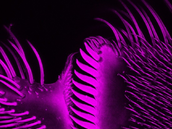 Você está vendo parte da tíbia da perna traseira de uma abelha. É nesse local que fica armazenado o pólen durante o voo até a colmeia. A foto é de Márcia Sirlene Zardin Graeff. Você está vendo parte da tíbia da perna traseira de uma abelha. É nesse local que fica armazenado o pólen durante o voo até a colmeia. A foto é de Márcia Sirlene Zardin Graeff.